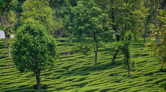 kangra tea