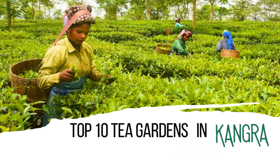 top 10 tea garden